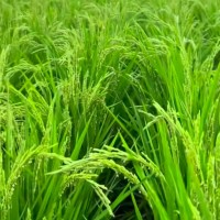 慈溪市周巷云城村200亩水稻打药