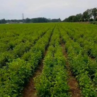 栾城中药材需要打药