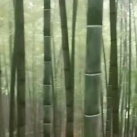 云南吊运竹子