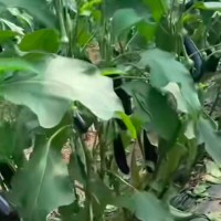 普洱思茅港镇茄子打药