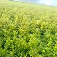 抚顺中药材打药不限机型