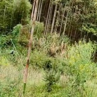 吊运竹子浙江飞机联系