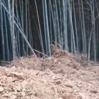 洞口县吊运竹子，常年活