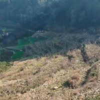 湖南常宁市吊运楠竹、运距150米左右