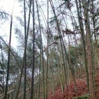 广西桂林大量竹子需要吊运