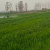 安徽蒙城600亩小麦打药