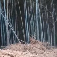 江西上饶县吊运竹子
