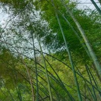 绥宁县红岩镇吊运竹子