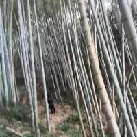 浙江需要无人机吊运竹子
