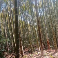 福建莆田吊运毛竹马上联系