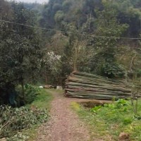 四川芦山县吊运毛竹量大