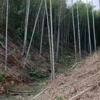 湖南省怀化市靖州县吊运竹子