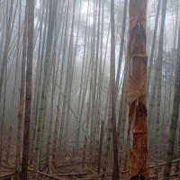 江西景德镇吊运毛竹
