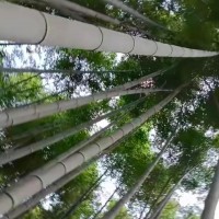 湖北黄石吊运楠竹长年活