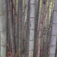 浙江绍兴诸暨市吊运马上联系