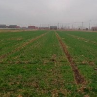 临汾尧都区小麦打药