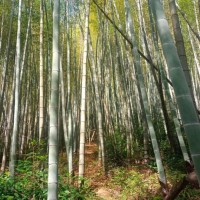 福建莆田吊运毛竹常年有活