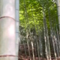 浙江金华磐安吊运竹子