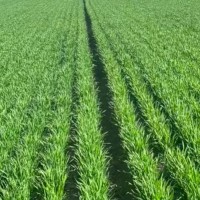 石家庄新华区1500亩飞防公司联系