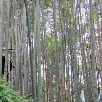 江西贵溪，吊毛竹