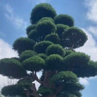 乌鲁木齐园林寻求无人机打药