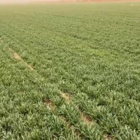 保定统防飞防团队联系