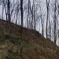 四川 荥经吊运木头