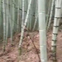 福建宁德吊运毛竹