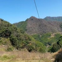 浙江金华吊运竹子t100联系