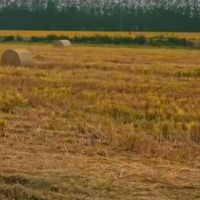 小麦60000亩打捆机联系