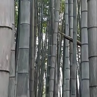 江西横峰县  两千多亩竹子吊运