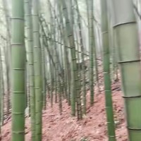 温州瓯海区吊运竹子