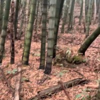 成都大邑县吊运竹子