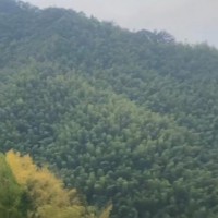 安徽安庆宿松30万亩吊运竹子
