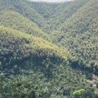 福建莆田吊运竹子