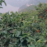贵州安顺大载重无人机联系