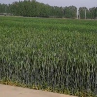 阜阳统防标结