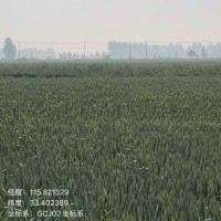阜阳  山东枣庄 统防100万亩  来团队
