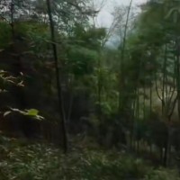福建宁德，寿宁县吊运毛竹