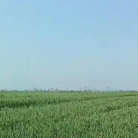 河北冀州3000亩小麦打药