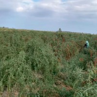 青海省格尔木市红枸杞树打药